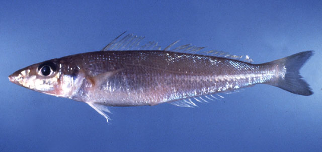 (Sillago Cuvier, 1817) Род СИЛЛАГИ 29 видов